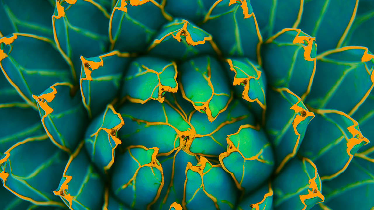 closeup agave cactus, abstract natural pattern background and textures, dark blue toned