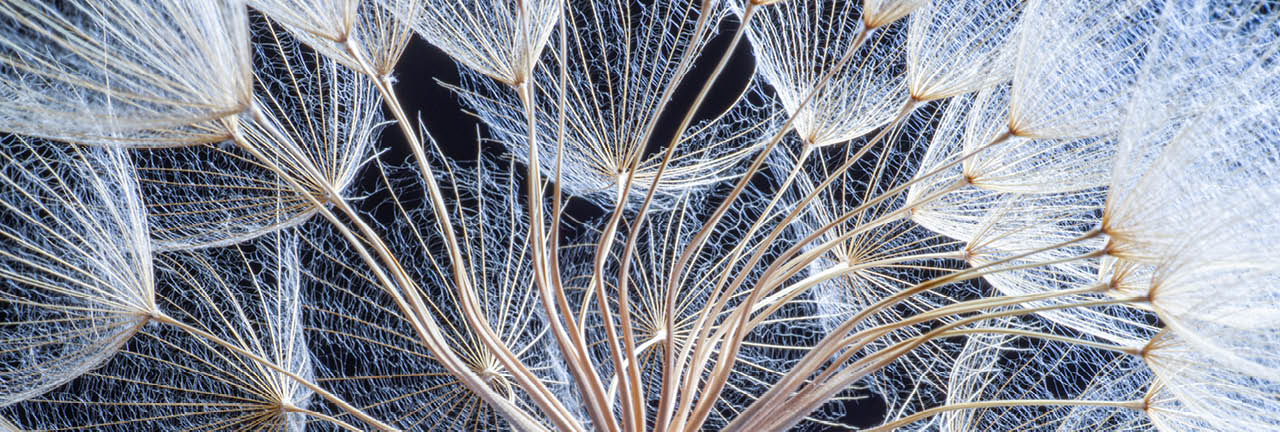 Close-up dandelion seeds on black background 