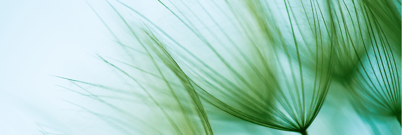 Macro dandelion seed