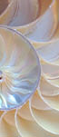 nautilus shell symmetry cross section spiral structure growth golden ratio back and front lighting Fibonacci golden ratio