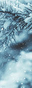 Winter scene - snow falling on frosted pine branches covered with snow on blurred background