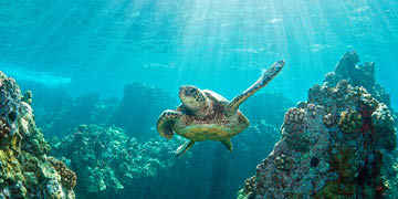 Hawaiian green sea turtle and coral reef with rays of light sunburst in Hawaii,