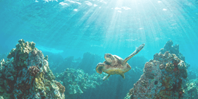Hawaiian green sea turtle and coral reef with rays of light sunburst in Hawaii,