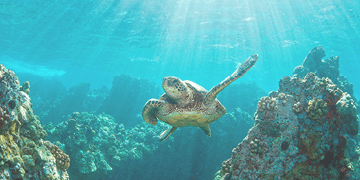 Hawaiian green sea turtle and coral reef with rays of light sunburst in Hawaii,