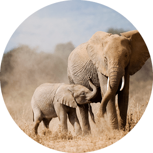 African Elephant Mother and calf, Amboseli National Park, Kenya, (Loxodaonta africana)