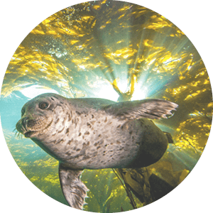 A harbor seal descends from the kelp canopy in the rich underwater forests