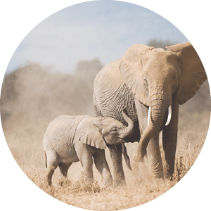 African Elephant Mother and calf, Amboseli National Park, Kenya, (Loxodaonta africana)