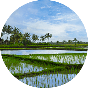 Rice production in Indonesia is an important part of the national economy. Indonesia is the third-largest producer of rice in the world. Rice is considered to be the most important crop for the Balinese.