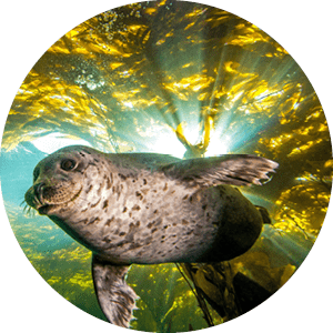 A harbor seal descends from the kelp canopy in the rich underwater forests