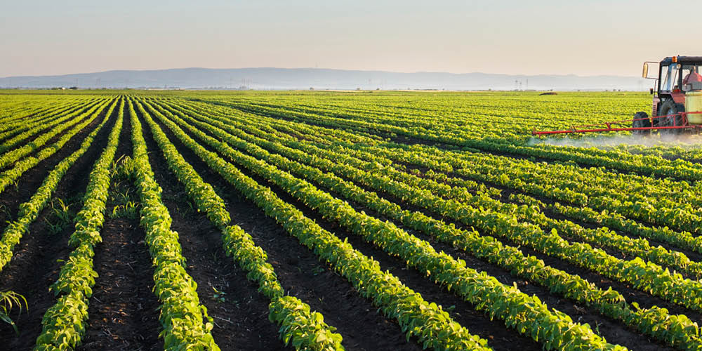 Tractor spraying soybean field at spring 