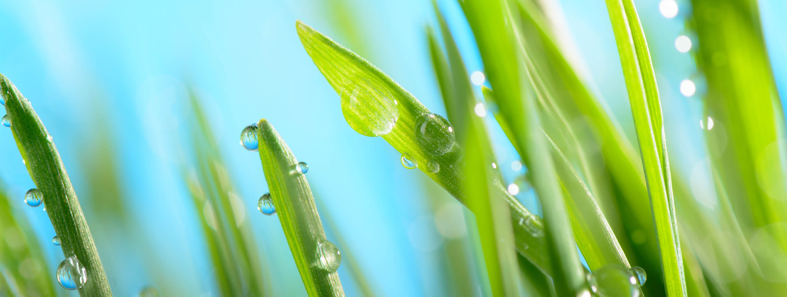 Water drops on green grass against the sky