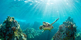 Hawaiian green sea turtle and coral reef with rays of light sunburst in Hawaii,