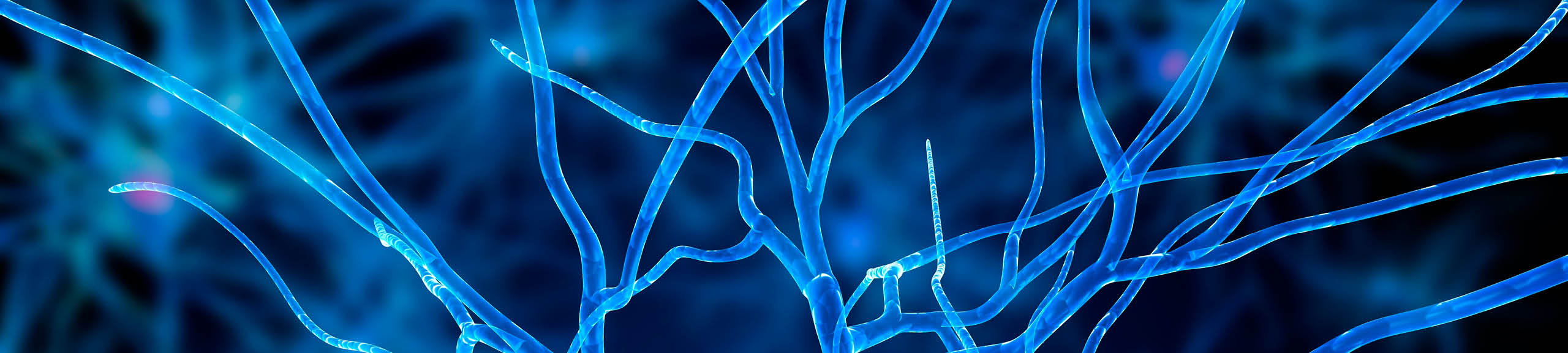 Nerve cell, computer artwork 